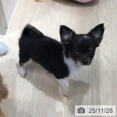 沖縄県のチワワ(ロング) (ペットプラス 沖縄ライカム店/2025年9月18日生まれ/女の子/ブラックタンホワイト)の子犬の4枚目の画像