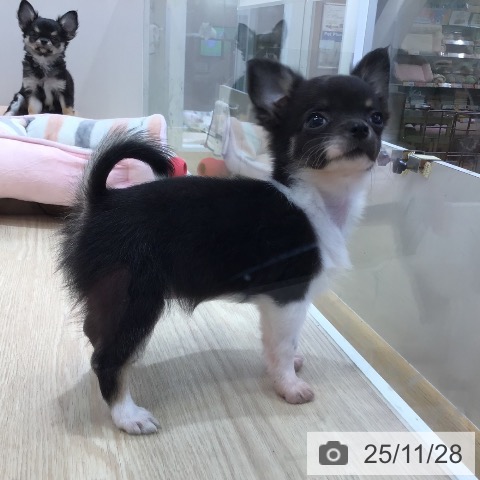 沖縄県のチワワ(ロング) (ペットプラス 沖縄ライカム店/2025年9月18日生まれ/女の子/ブラックタンホワイト)の子犬の3枚目の画像