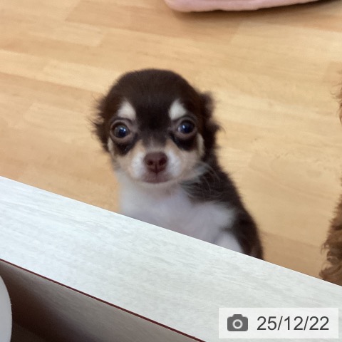 福岡県のチワワ(ロング) (ペットプラス 福岡伊都店/2025年9月18日生まれ/女の子/チョコレートタンホワイト)の子犬の3枚目の画像