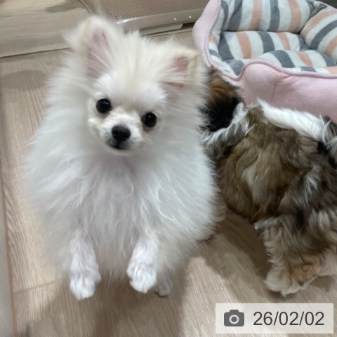 千葉県のポメラニアン (ペットプラス ユーカリが丘店/2025年9月13日生まれ/女の子/クリーム)の子犬の4枚目の画像