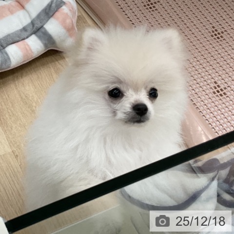 福島県のポメラニアン (ペットプラス 福島店/2025年9月13日生まれ/女の子/クリーム)の子犬の3枚目の画像