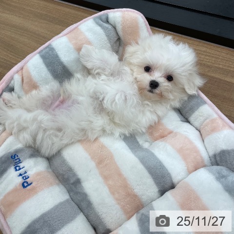 マルチーズの写真