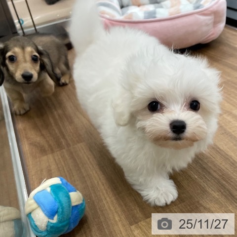 マルチーズの写真