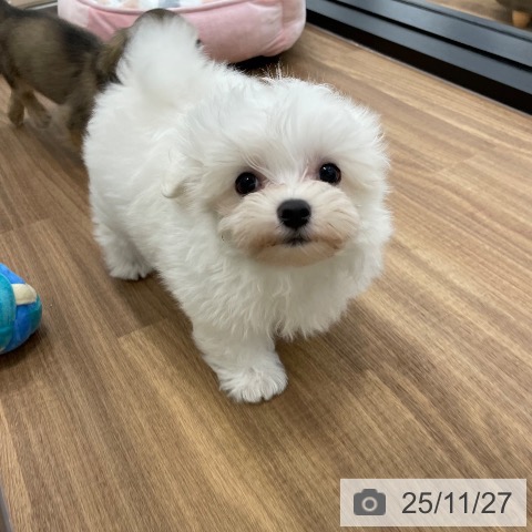 マルチーズの写真