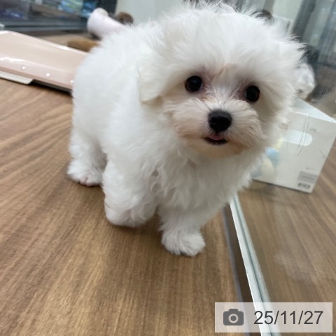 マルチーズの写真