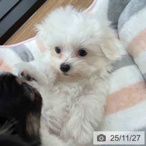 マルチーズの写真