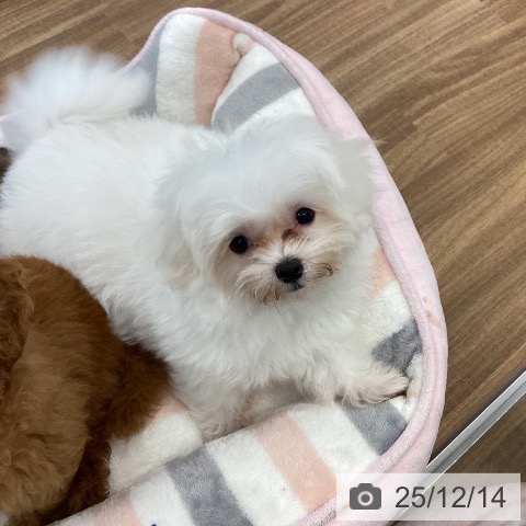 茨城県のマルチーズ (ペッツワン つくば店/2025年9月25日生まれ/男の子/ホワイト)の子犬の4枚目の画像