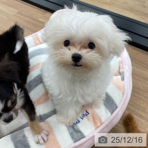 茨城県のマルチーズ (ペッツワン つくば店/2025年9月25日生まれ/男の子/ホワイト)の子犬の4枚目の画像
