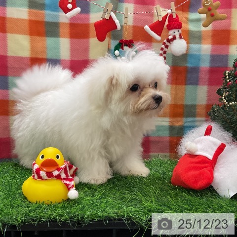 千葉県のマルチーズ (ペットプラス コトエ流山おおたかの森店/2025年9月25日生まれ/男の子/ホワイト)の子犬の4枚目の画像