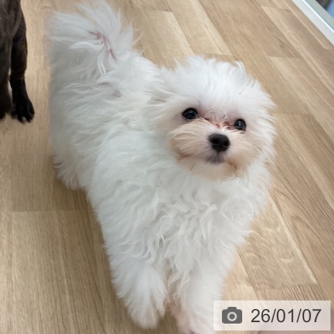 千葉県のマルチーズ (ペットプラス コトエ流山おおたかの森店/2025年9月25日生まれ/男の子/ホワイト)の子犬の4枚目の画像