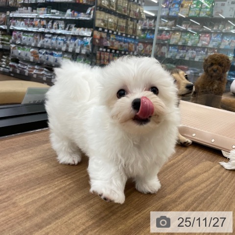 マルチーズの写真