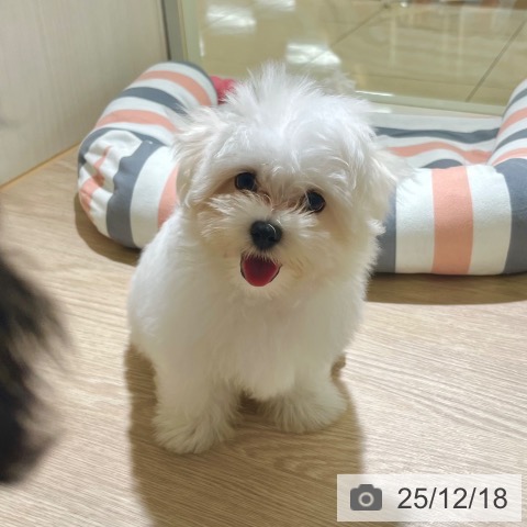 マルチーズの写真