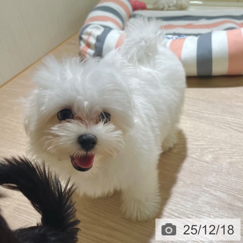 マルチーズの写真