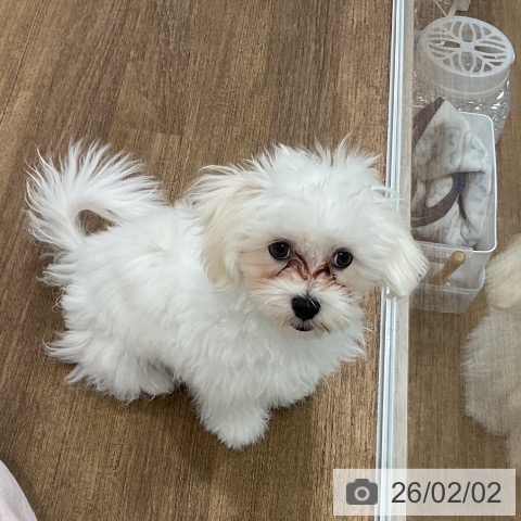 マルチーズの写真