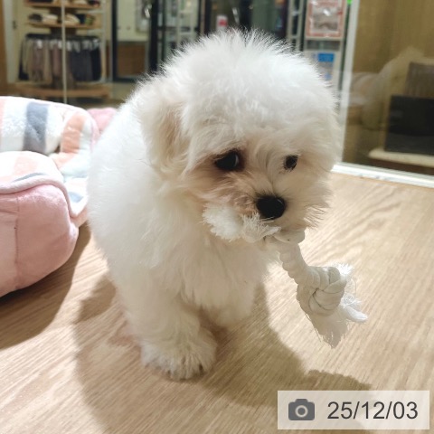 東京都のマルチーズ (ペットプラス 板橋店/2025年9月25日生まれ/男の子/ホワイト)の子犬の4枚目の画像