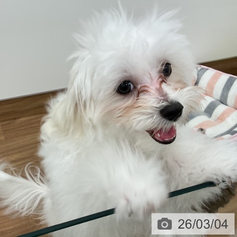 茨城県のマルチーズ (ペッツワン 古河店/2025年9月25日生まれ/男の子/ホワイト)の子犬の4枚目の画像