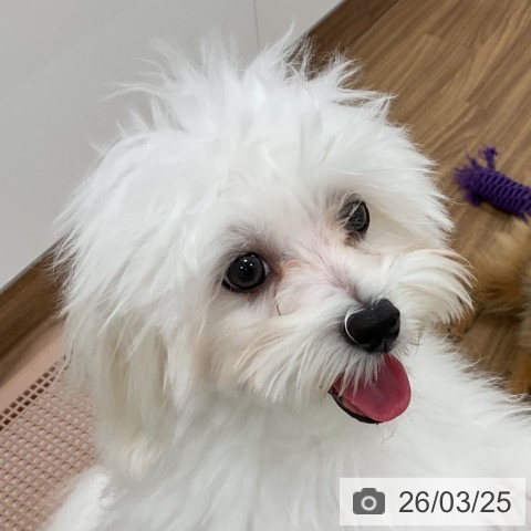 マルチーズの写真