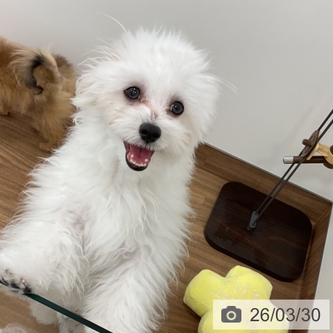 茨城県のマルチーズ (ペッツワン 古河店/2025年9月25日生まれ/男の子/ホワイト)の子犬の4枚目の画像