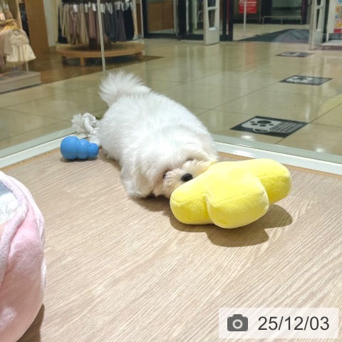 東京都のマルチーズ (ペットプラス 板橋店/2025年9月25日生まれ/男の子/ホワイト)の子犬の3枚目の画像