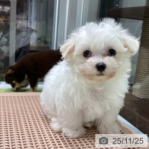 マルチーズの写真