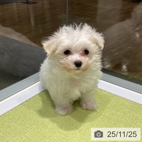 マルチーズの写真