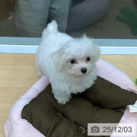 福岡県のマルチーズ (ペットプラス MARK IS 福岡ももち店/2025年9月25日生まれ/男の子/ホワイト)の子犬の4枚目の画像