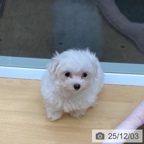 福岡県のマルチーズ (ペットプラス MARK IS 福岡ももち店/2025年9月25日生まれ/男の子/ホワイト)の子犬の3枚目の画像