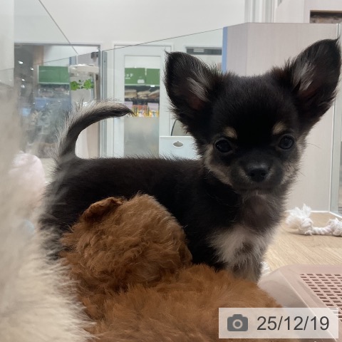 福岡県のチワワ(ロング) (ペットプラス 香椎浜店/2025年9月25日生まれ/男の子/ブラックタン)の子犬の4枚目の画像