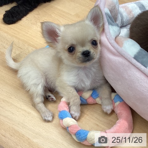 チワワの写真
