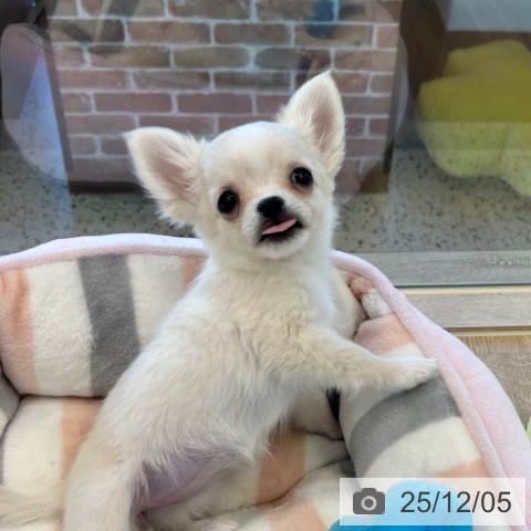 福岡県のチワワ(ロング) (ペットプラス ららぽーと福岡店/2025年9月25日生まれ/女の子/クリームホワイト)の子犬の4枚目の画像