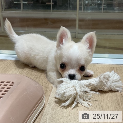 チワワの写真
