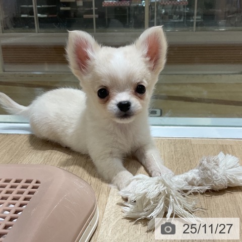 チワワの写真