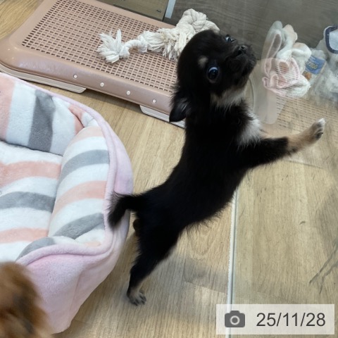 福岡県のチワワ(ロング) (ペットプラス ららぽーと福岡店/2025年9月25日生まれ/女の子/ブラックタンホワイト)の子犬の4枚目の画像