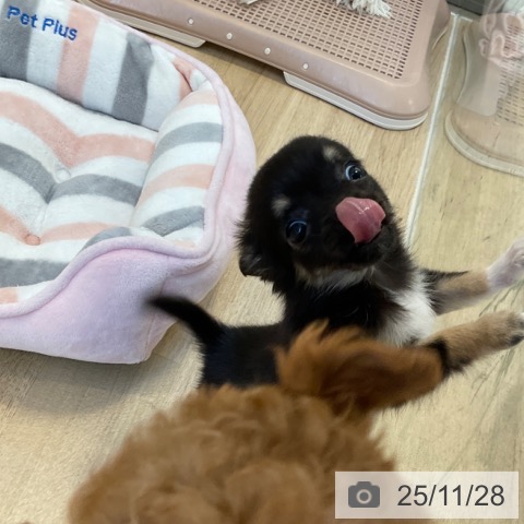 福岡県のチワワ(ロング) (ペットプラス ららぽーと福岡店/2025年9月25日生まれ/女の子/ブラックタンホワイト)の子犬の3枚目の画像