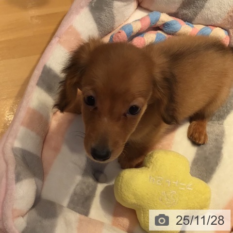 宮城県のカニンヘンダックスフンド(ロング) (ペットプラス 仙台泉大沢店/2025年9月24日生まれ/男の子/レッド)の子犬の3枚目の画像