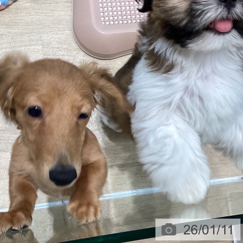 宮城県のカニンヘンダックスフンド(ロング) (ペットプラス 仙台泉大沢店/2025年9月24日生まれ/男の子/レッド)の子犬の4枚目の画像