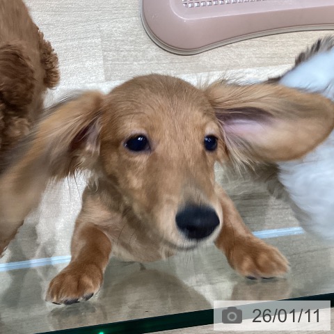 宮城県のカニンヘンダックスフンド(ロング) (ペットプラス 仙台泉大沢店/2025年9月24日生まれ/男の子/レッド)の子犬の3枚目の画像