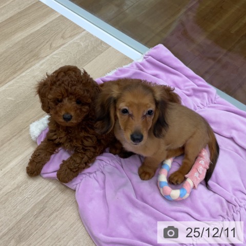 福島県のカニンヘンダックスフンド(ロング) (ペットプラス 福島店/2025年9月24日生まれ/女の子/レッド)の子犬の4枚目の画像