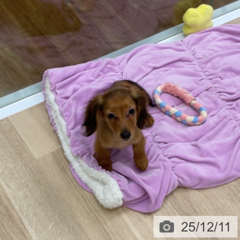 福島県のカニンヘンダックスフンド(ロング) (ペットプラス 福島店/2025年9月24日生まれ/女の子/レッド)の子犬の3枚目の画像