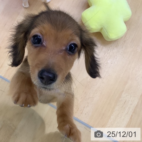 埼玉県のカニンヘンダックスフンド(ロング) (ペットプラス 羽生店/2025年9月24日生まれ/女の子/レッド)の子犬の4枚目の画像