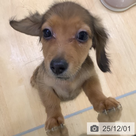 埼玉県のカニンヘンダックスフンド(ロング) (ペットプラス 羽生店/2025年9月24日生まれ/女の子/レッド)の子犬の3枚目の画像