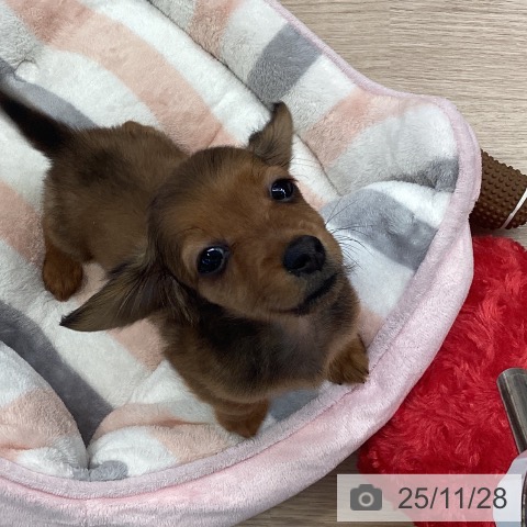 カニーンヘン・ダックスフンドの写真