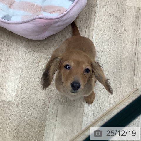 東京都のカニンヘンダックスフンド(ロング) (ペットプラス 日の出店/2025年9月24日生まれ/女の子/レッド)の子犬の4枚目の画像