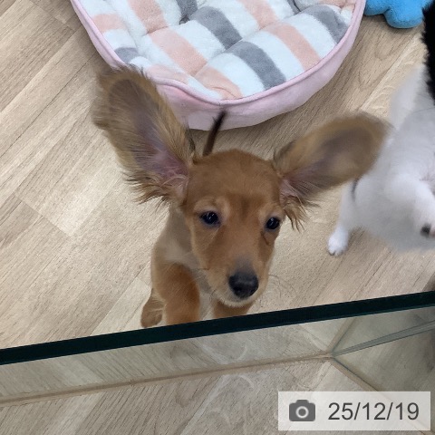 東京都のカニンヘンダックスフンド(ロング) (ペットプラス 日の出店/2025年9月24日生まれ/女の子/レッド)の子犬の3枚目の画像