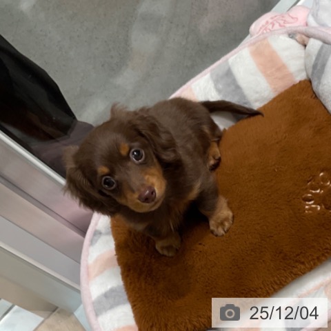 東京都のカニンヘンダックスフンド(ロング) (ペットプラス 立川高島屋S.C.店/2025年9月25日生まれ/男の子/チョコレートタン)の子犬の4枚目の画像