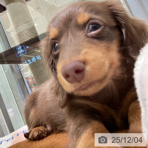 東京都のカニンヘンダックスフンド(ロング) (ペットプラス 立川高島屋S.C.店/2025年9月25日生まれ/男の子/チョコレートタン)の子犬の3枚目の画像