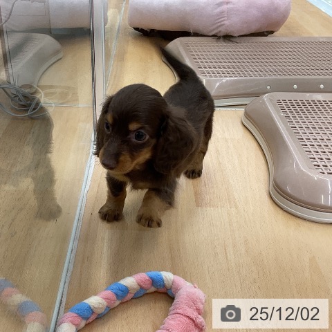 カニーンヘン・ダックスフンドの写真