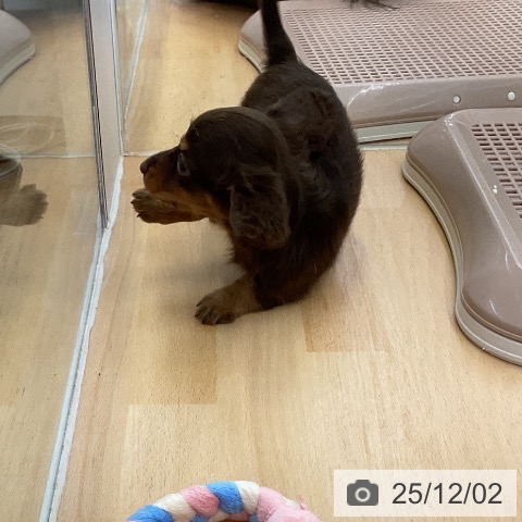 カニーンヘン・ダックスフンドの写真