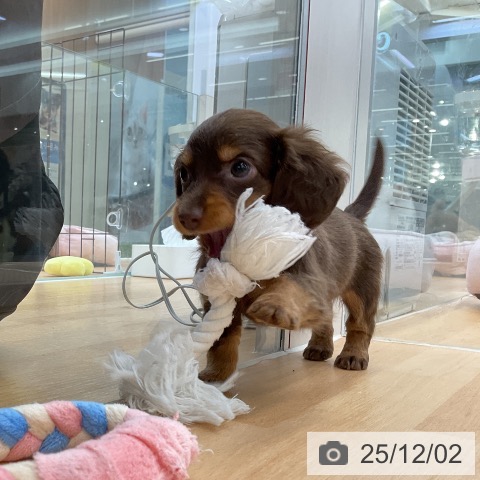 カニーンヘン・ダックスフンドの写真