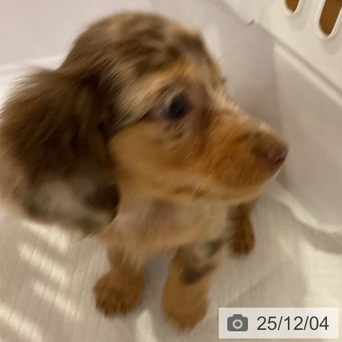 カニーンヘン・ダックスフンドの写真